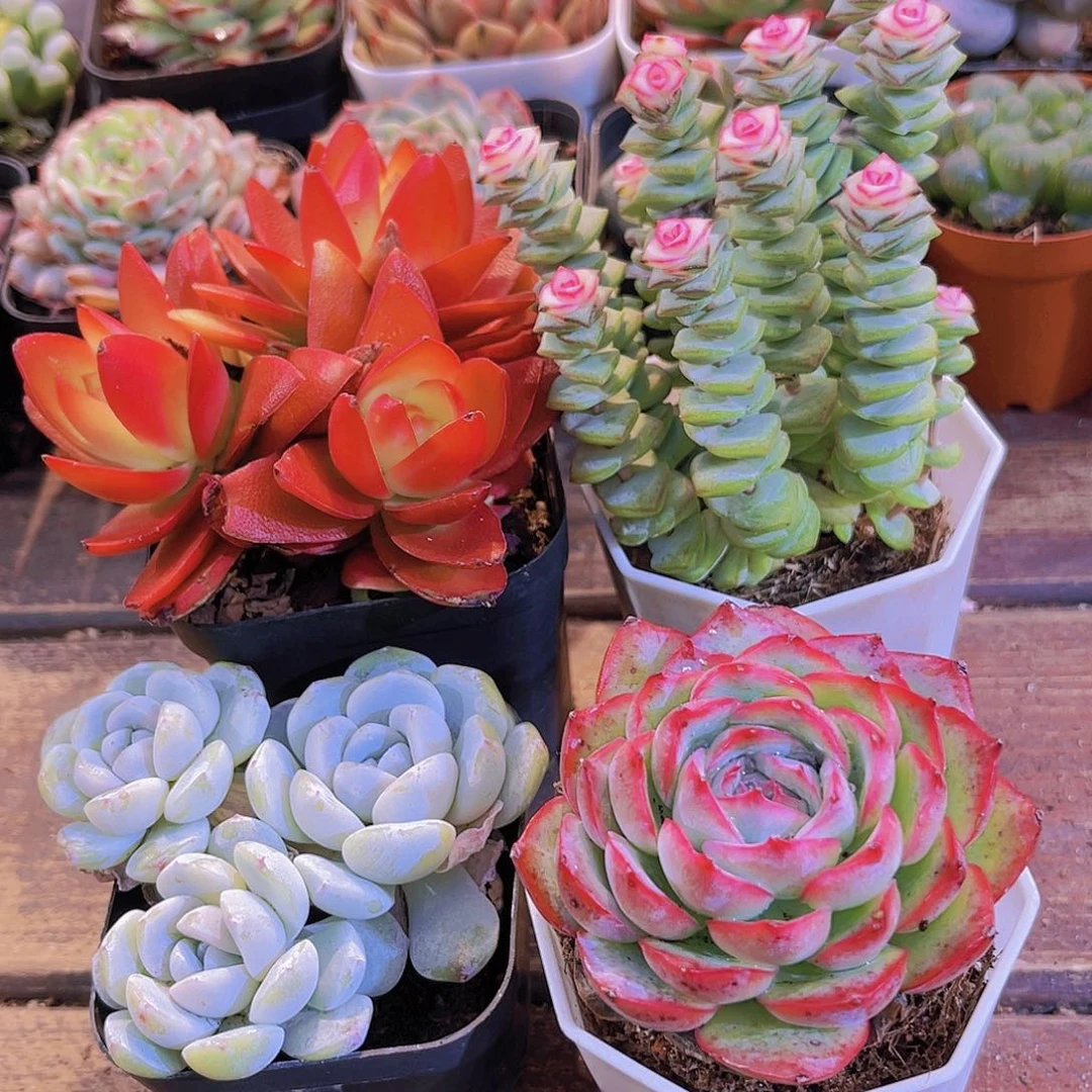 火祭群➕钱串锦➕冰玉多➕侧影