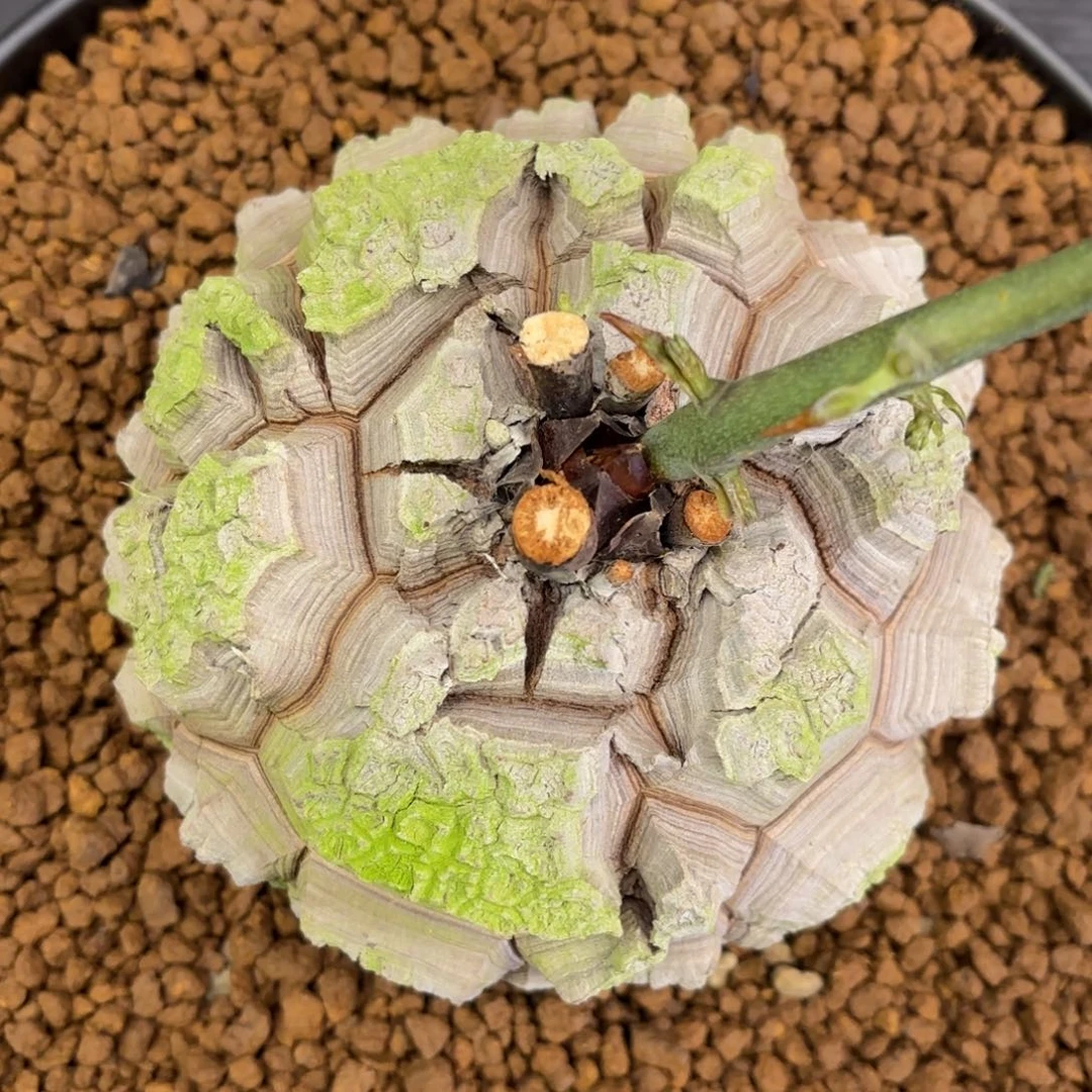 2001号龟甲龙带盆包邮尺寸12