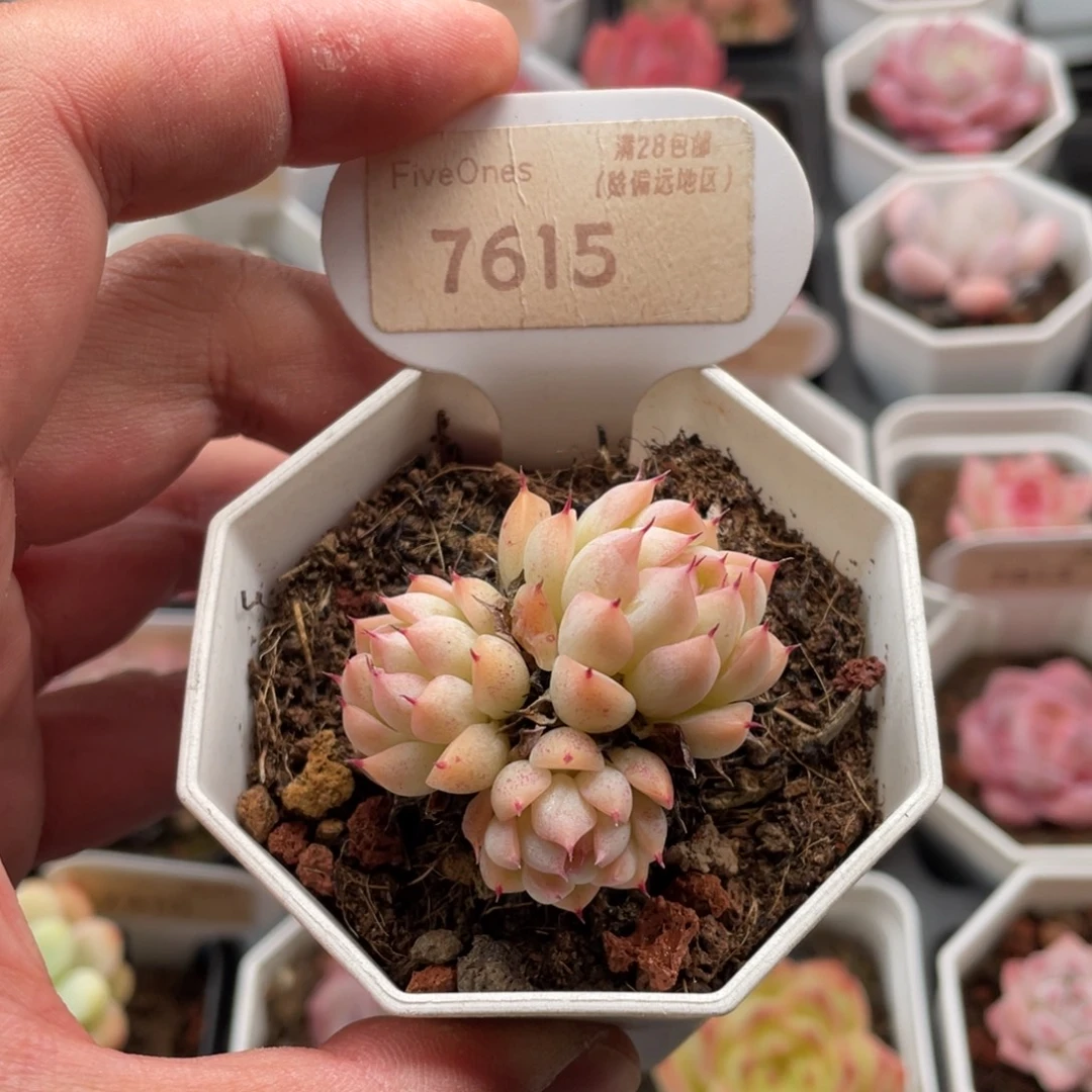 ****王雨果7615-4.0厘米