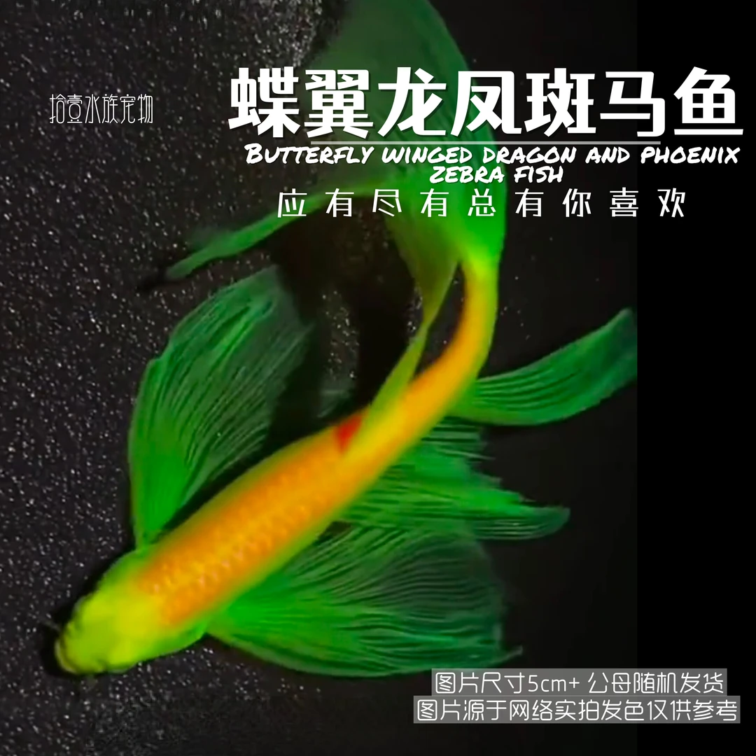 黄绿双色蝶翼龙凤斑马鱼活体小型鱼鱼观赏鱼热带观赏鱼溪流批发
