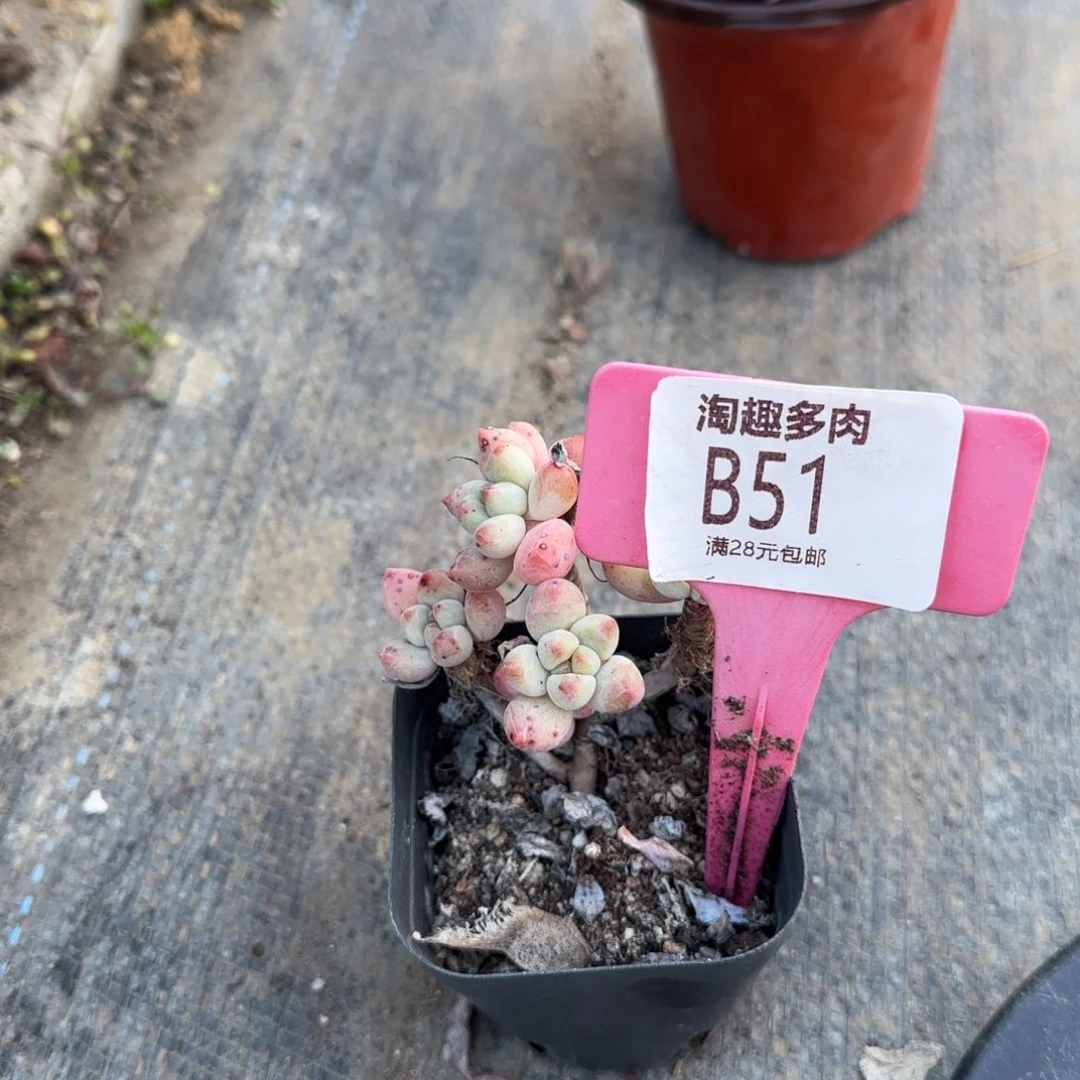 多肉植物留院年华S P