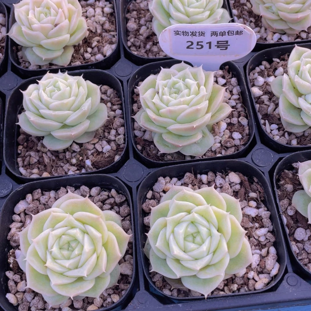 251号 玫瑰花珍妮麦秆单头一个