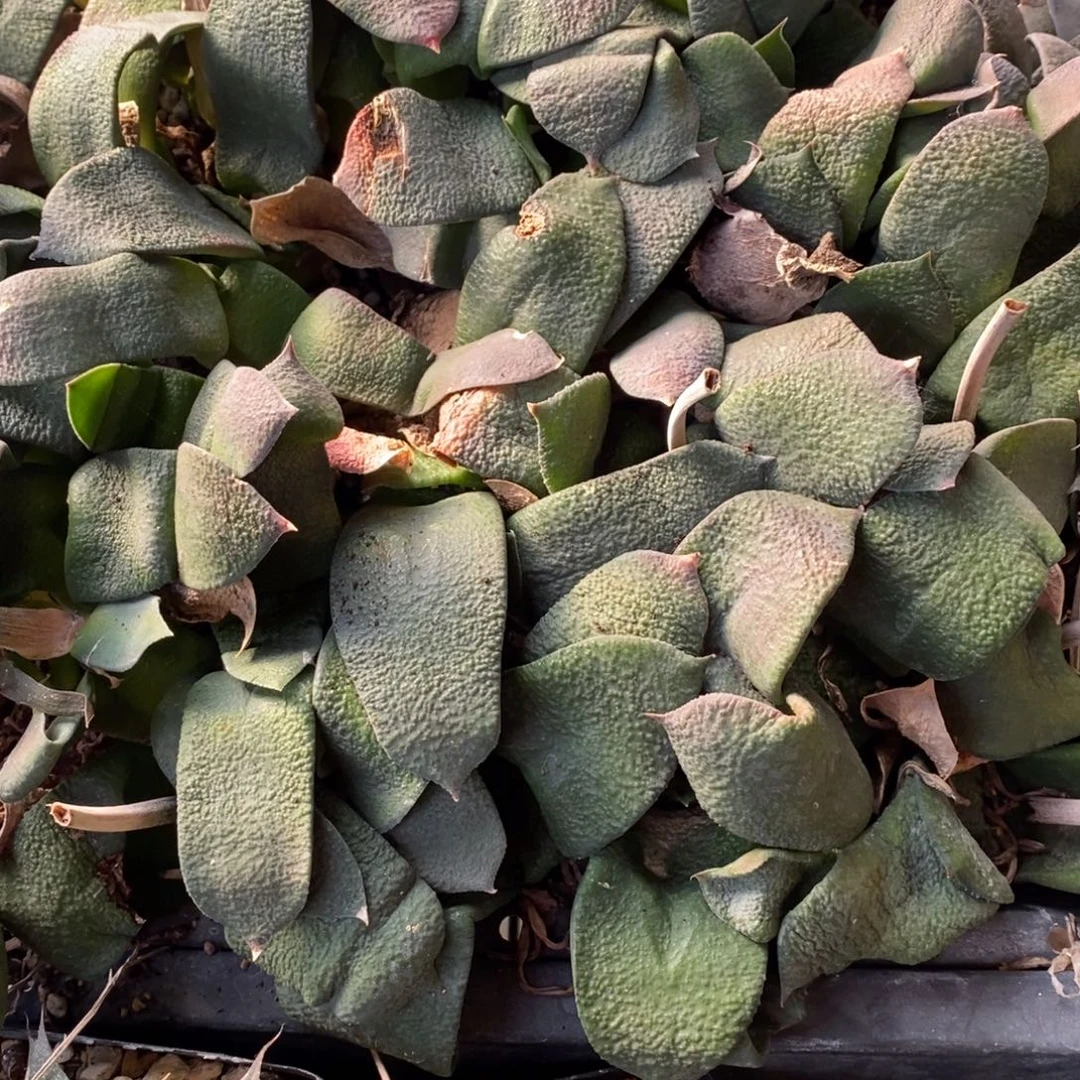 2405 一颗超大军配卧牛 高货  双蛋福利