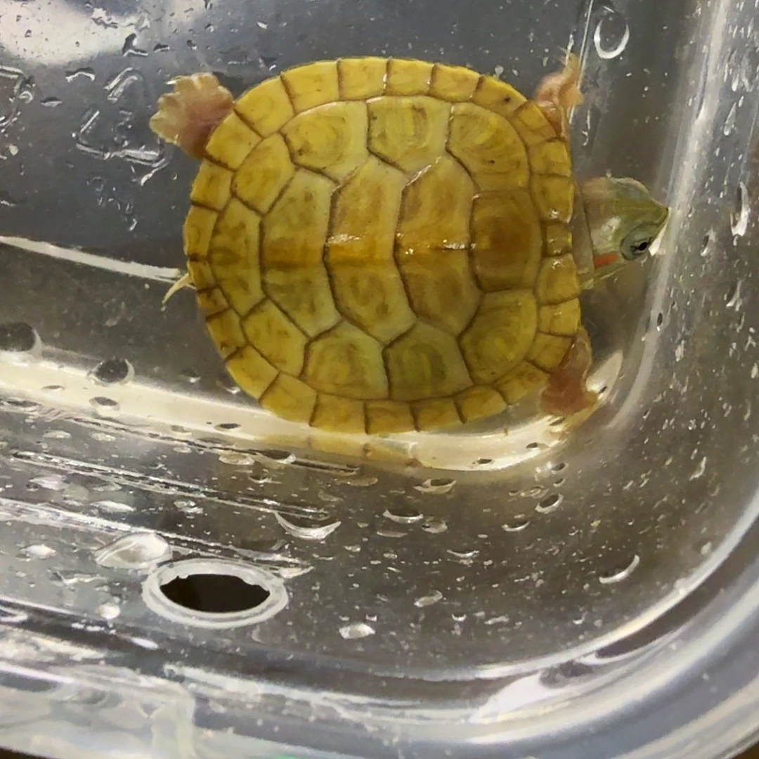 绿毛龟不分公母变巴