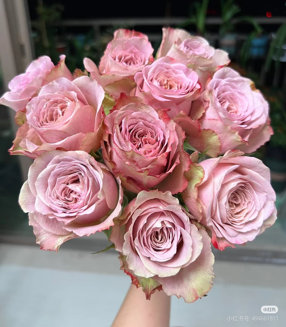 楠桐邦妮玫瑰20支两单包邮一单或低温不拍保温冻坏不售后