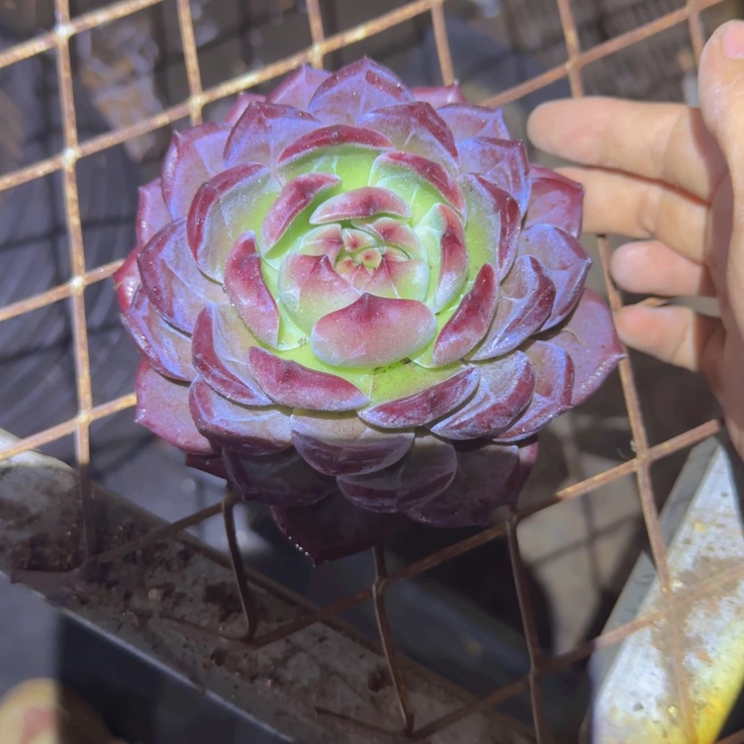 小玉钻29.9