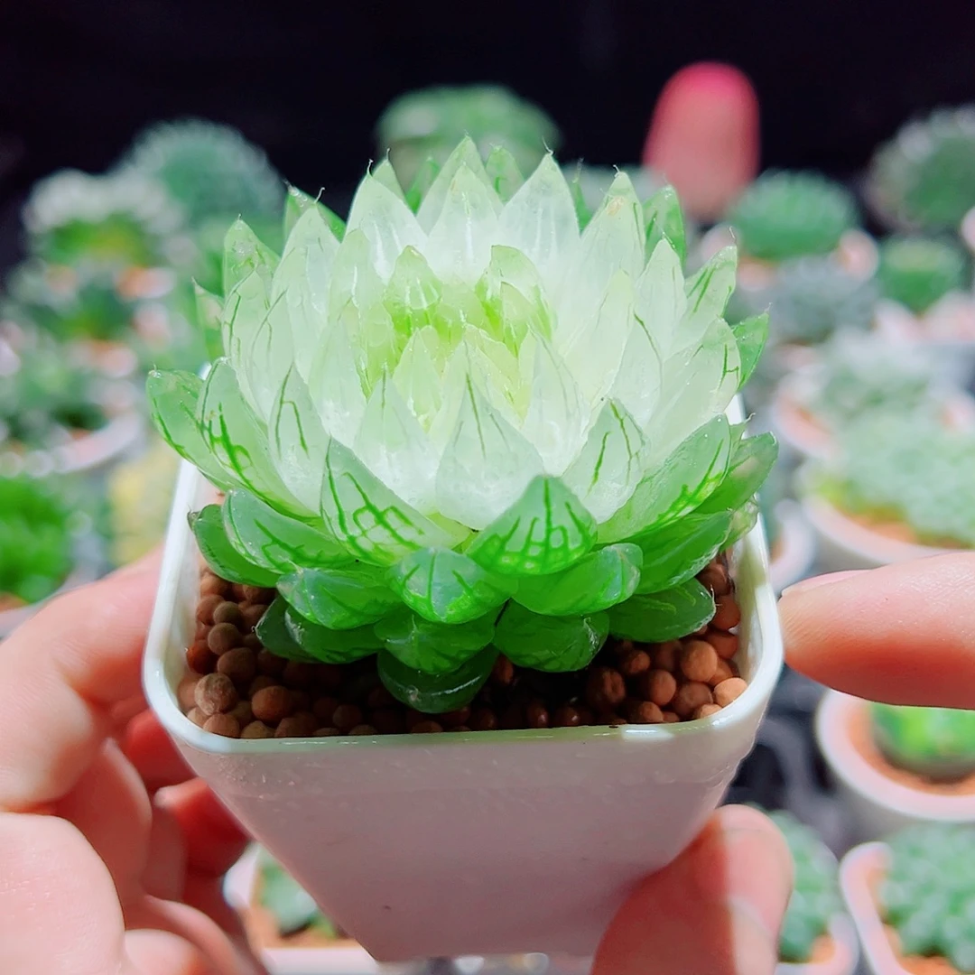 白莲花带白盆多肉