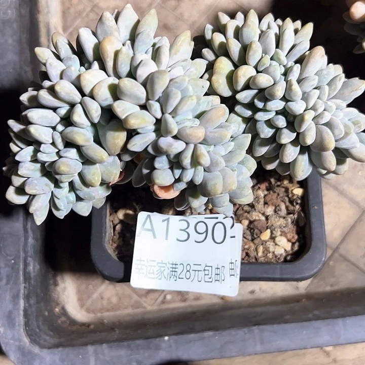 幸运的是我的朋友