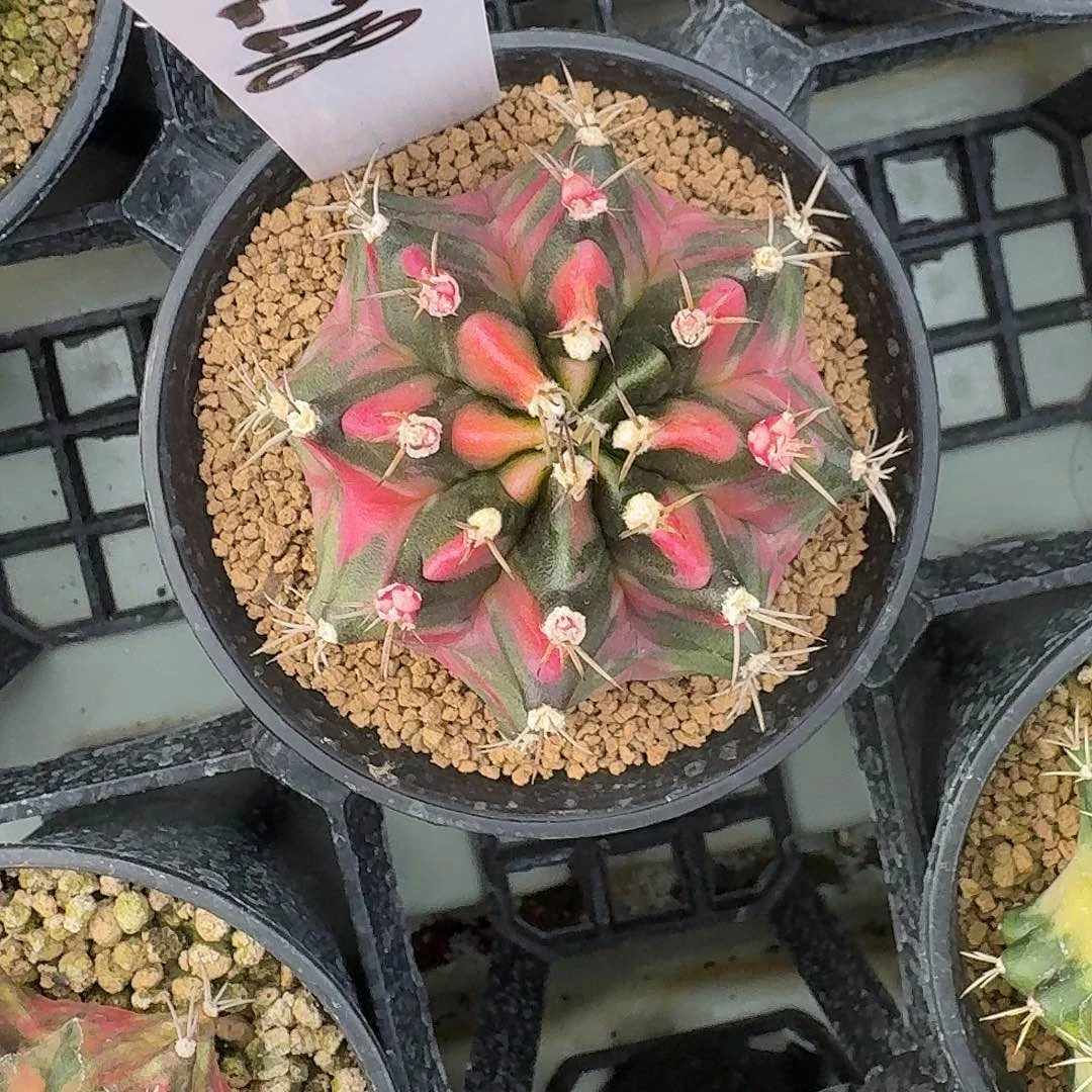 L218-1127广东发货