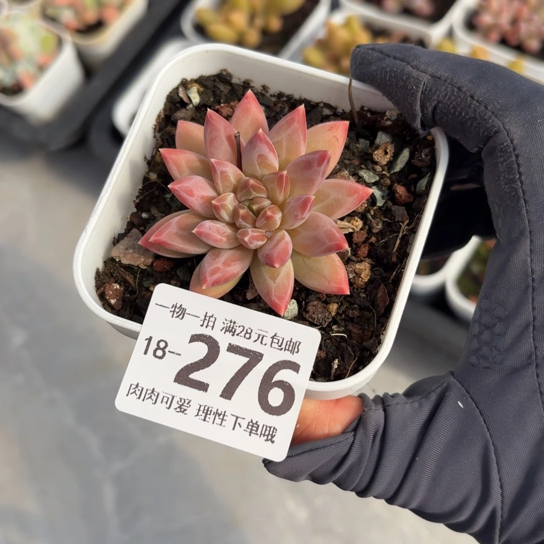 陨石无盆土发货无