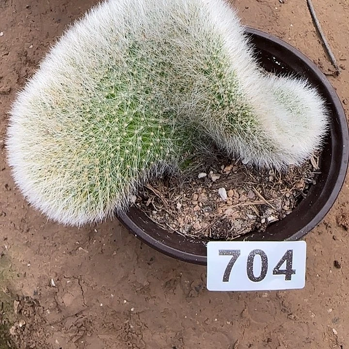 无花朵落地九尾狐缀704