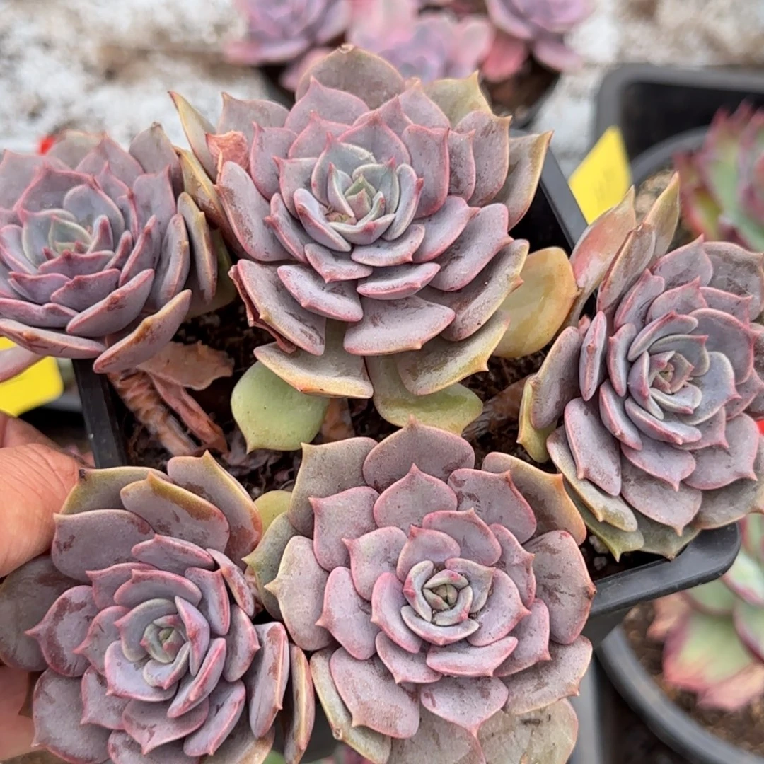 紫吉惊鸿一物一拍包装收缩花旱