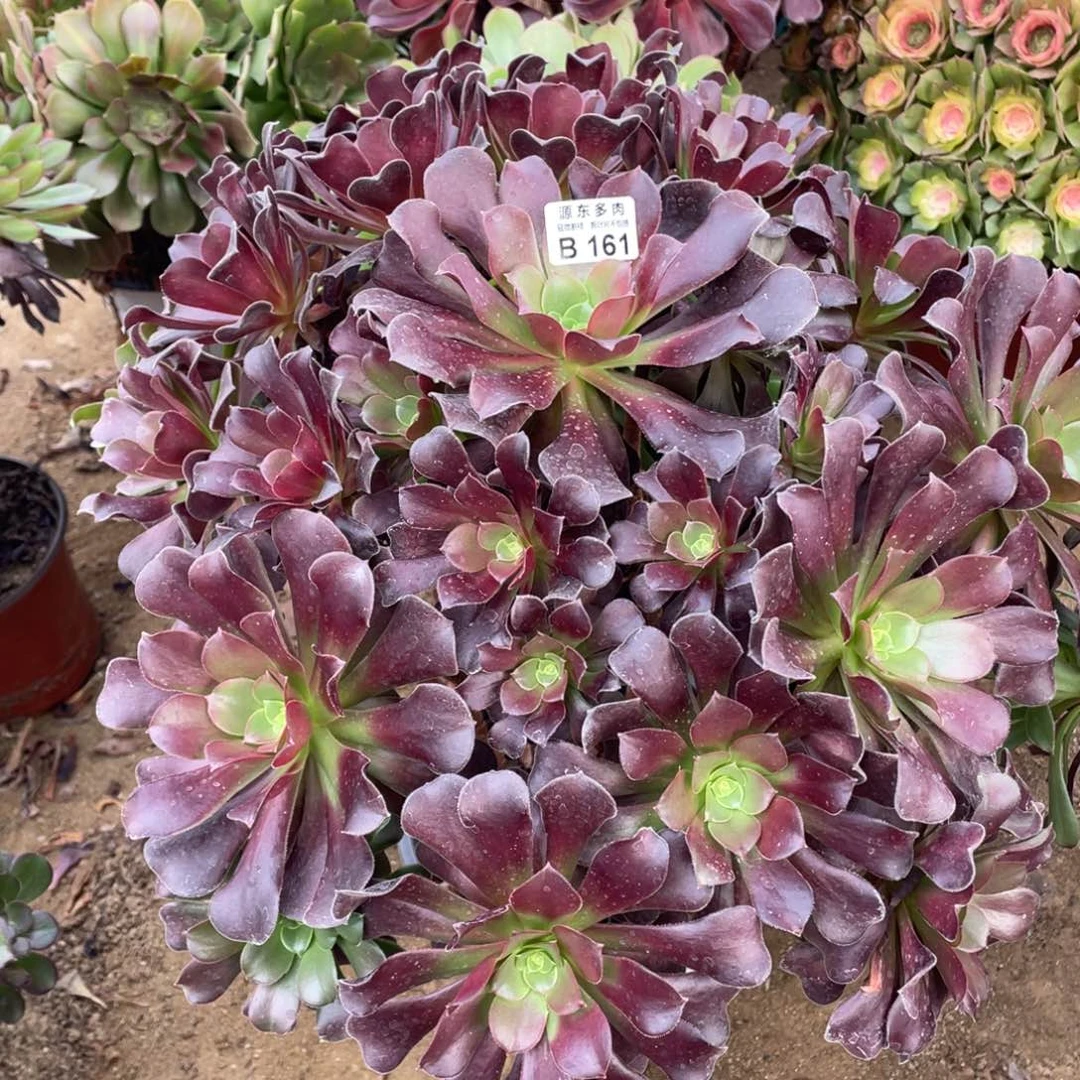 161梅花多肉法师断枝不包