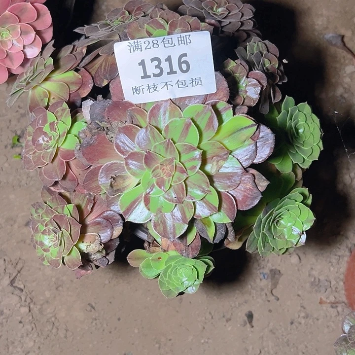 1316花月夜多肉植物