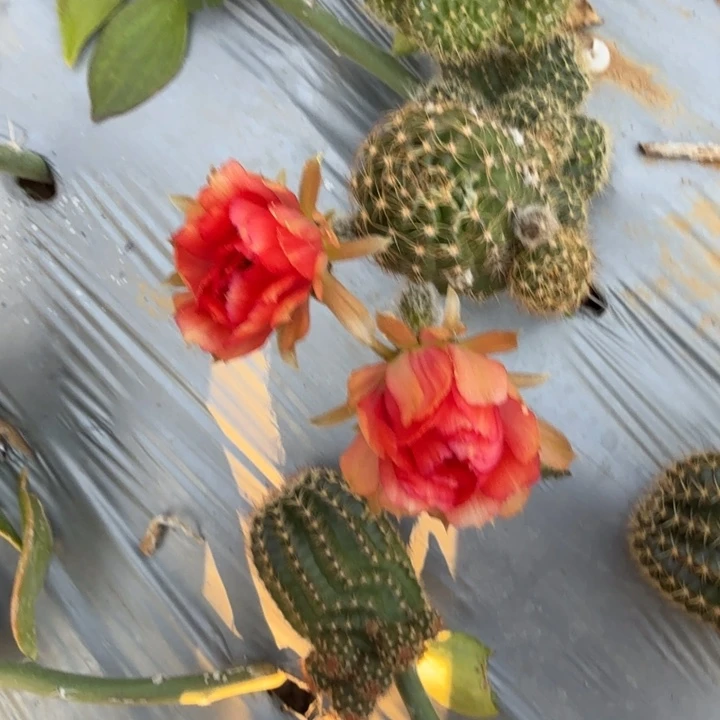 做***己丽花仙人球仙人掌374