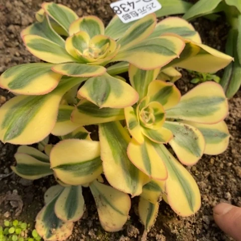 438王妃砍过满25包邮多肉