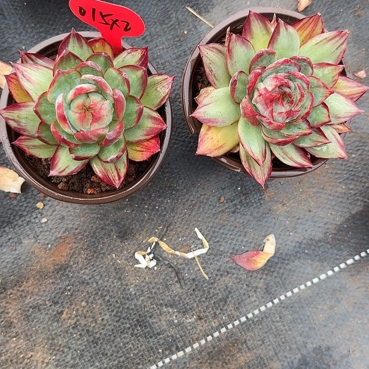 小***@015两颗星的距离是多少