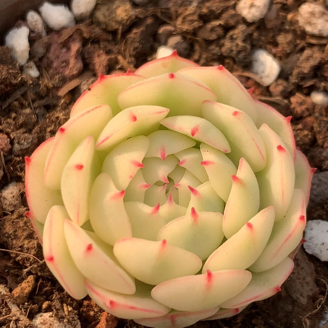 小红船头盖锦锦锦锦集