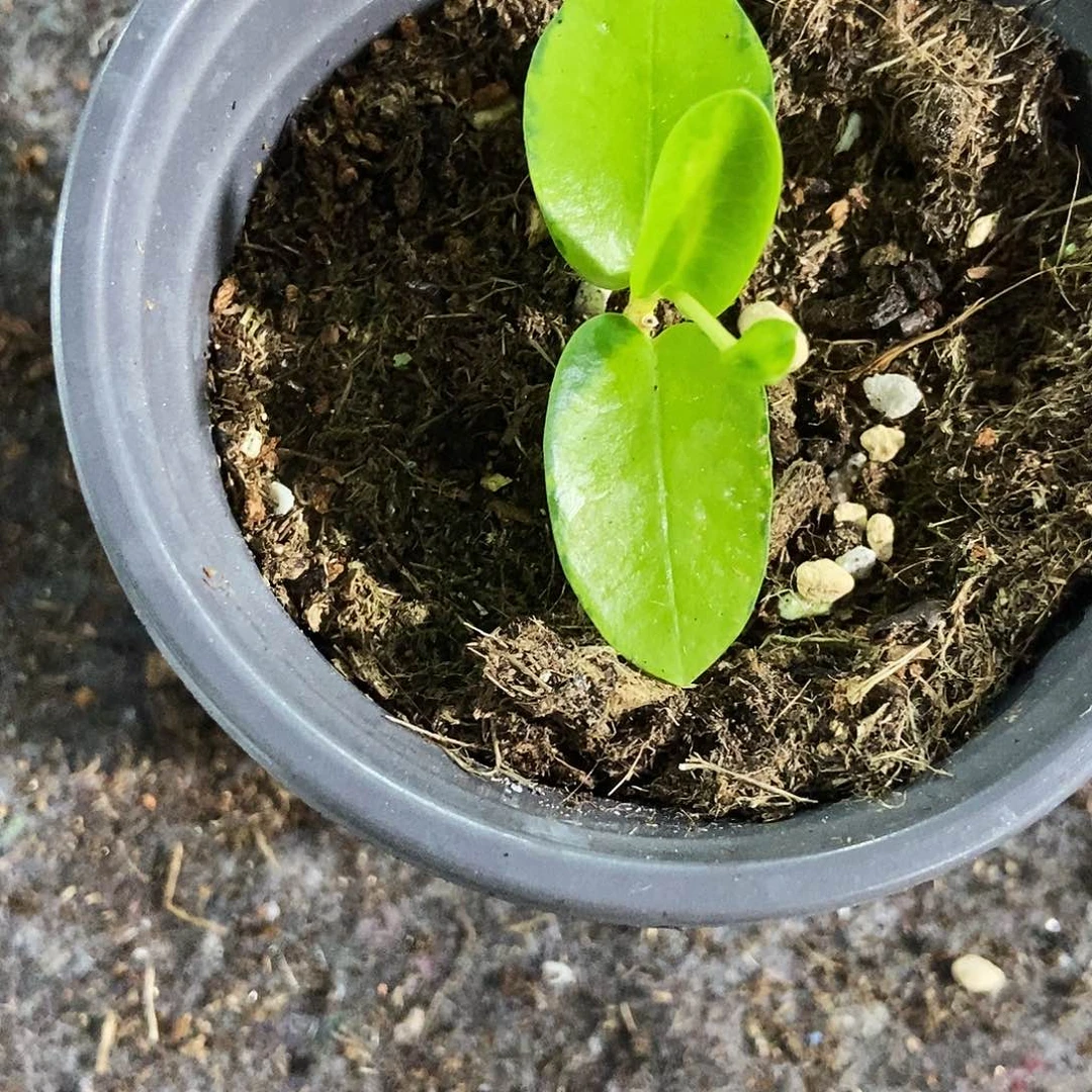 完全开放孜然内锦球兰39