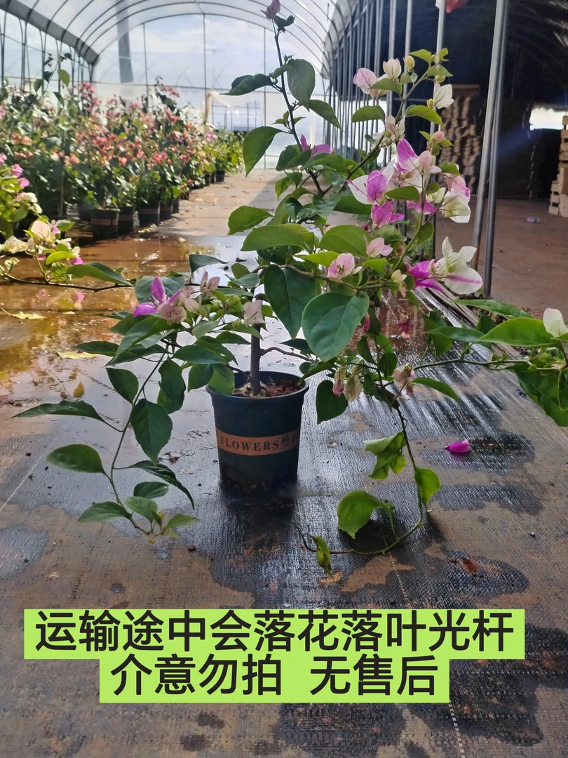 【漳红英—新叶】三角梅介意落花落叶落秃  轻微折枝的勿拍无售后