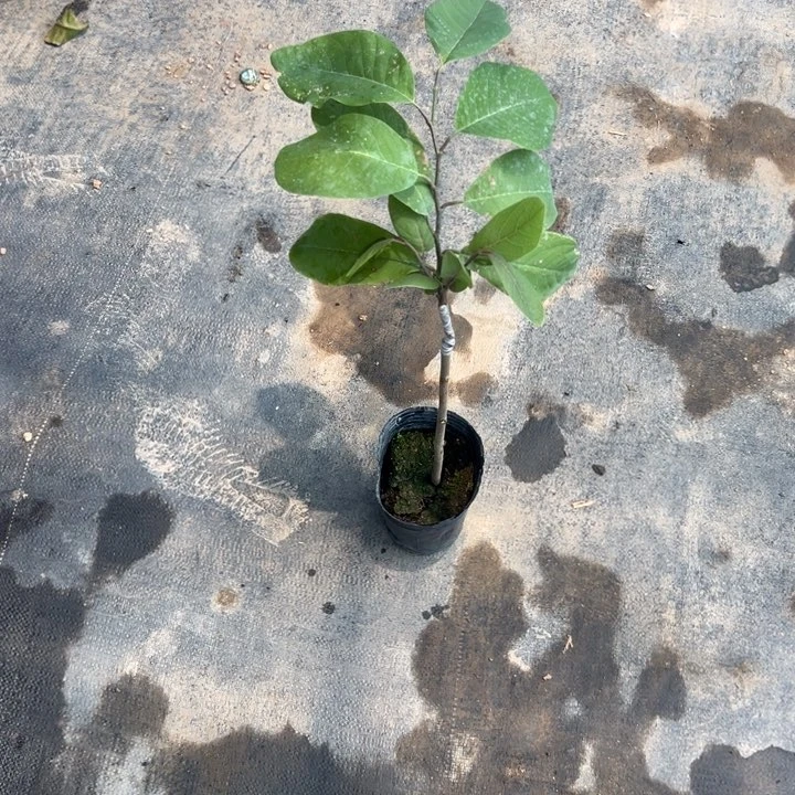 牡***丹天使2357899999888