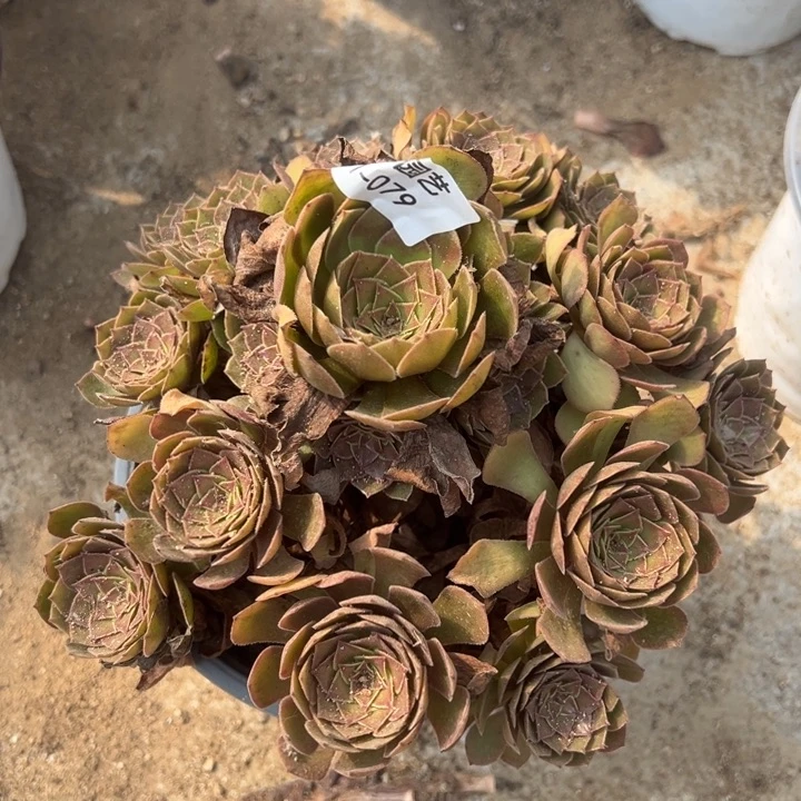 红魔多肉植物手捧079