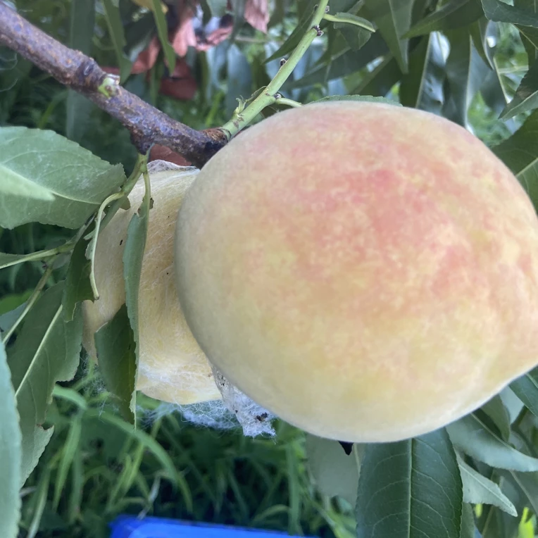 贵州高山阳光果黄桃