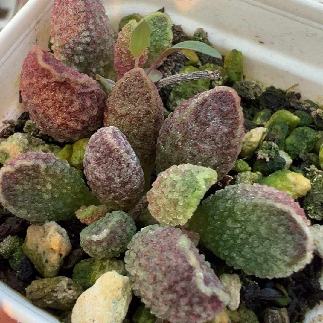 紫猪肝大苗多肉植物