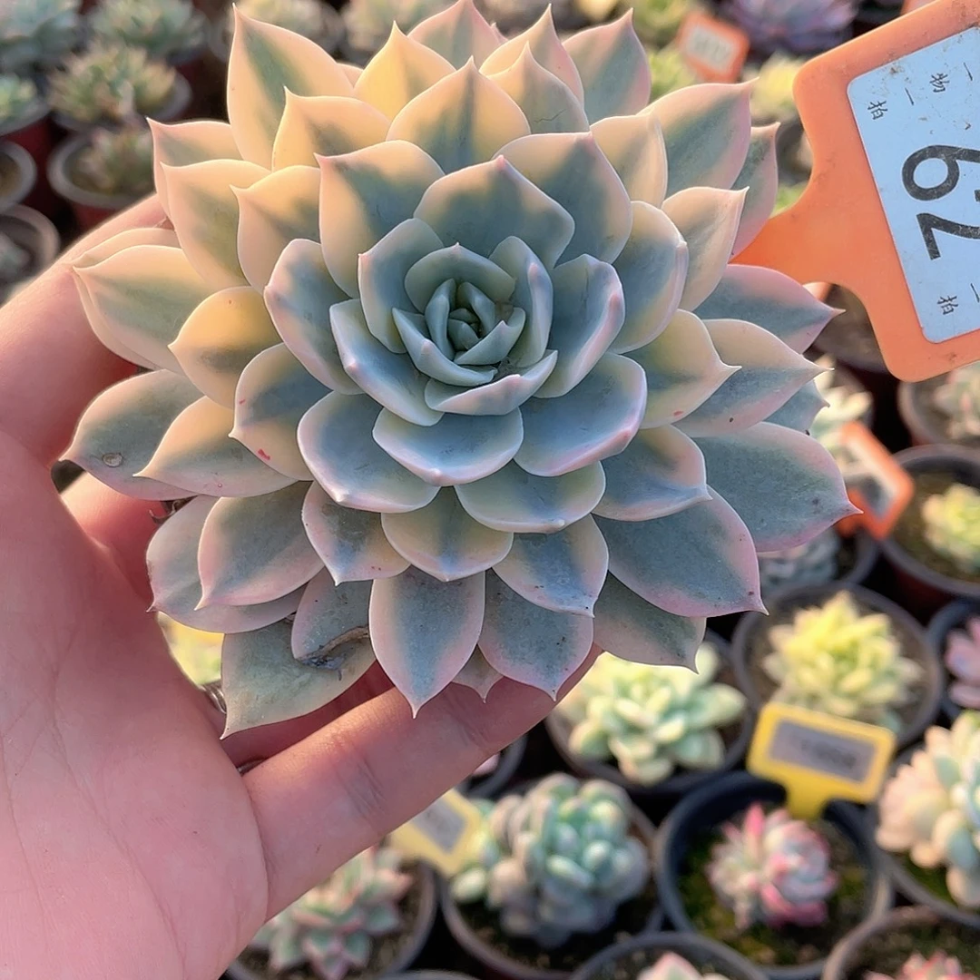 皮试锦62号多肉植物