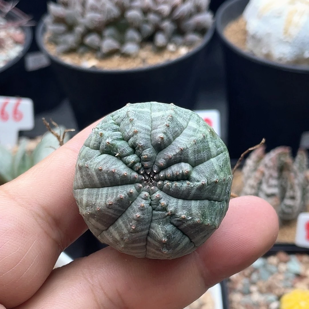 欧系布纹球石化 一