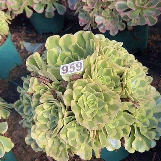 清***天多肉植物一个绿恩莎