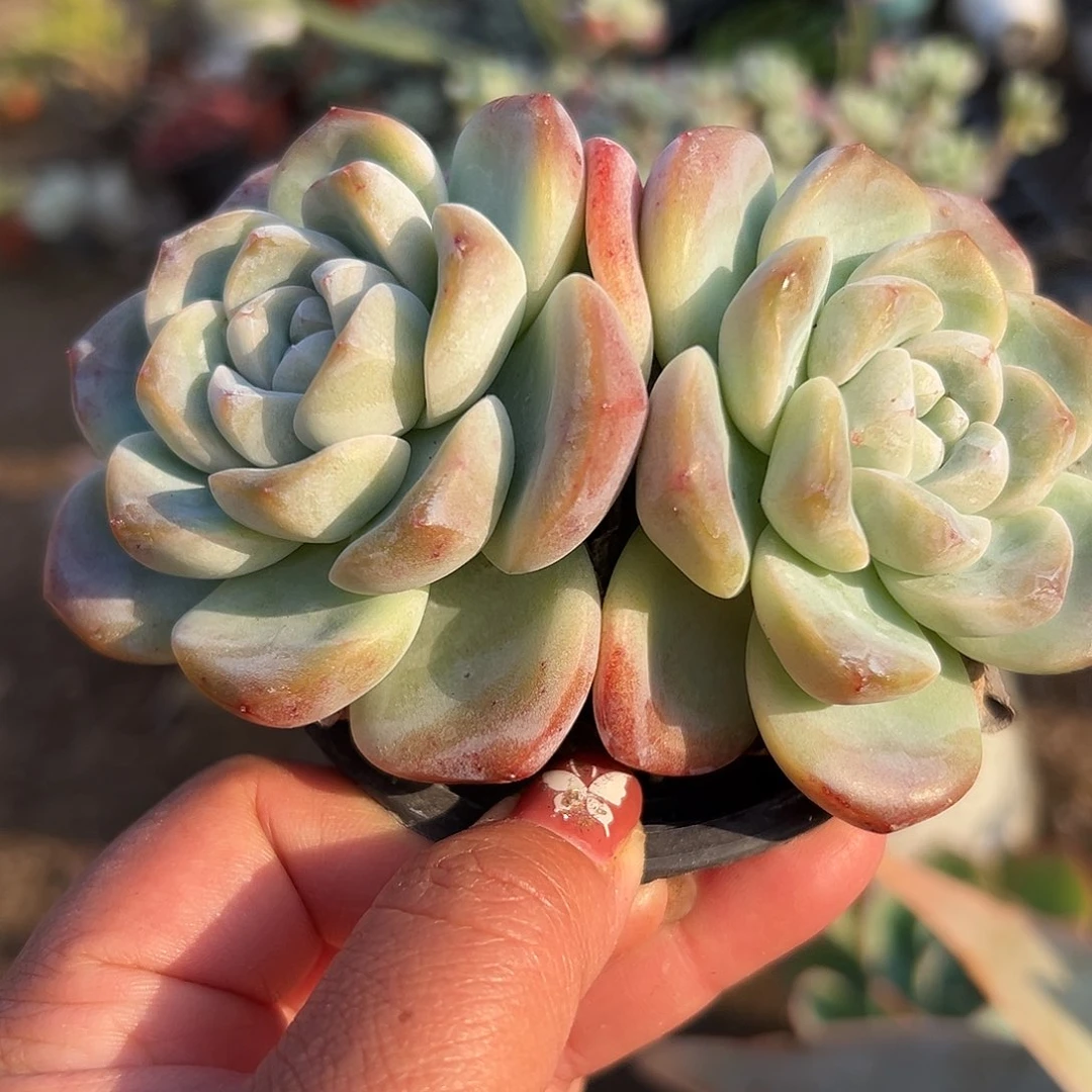 多肉植物双头冰玉