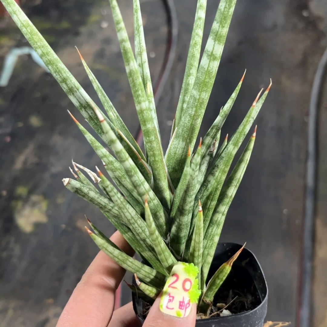 单头狐狸尾巴单头发货有根发货