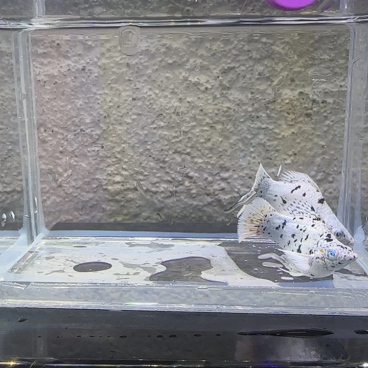 黑玛丽鱼奶牛玛丽。80号