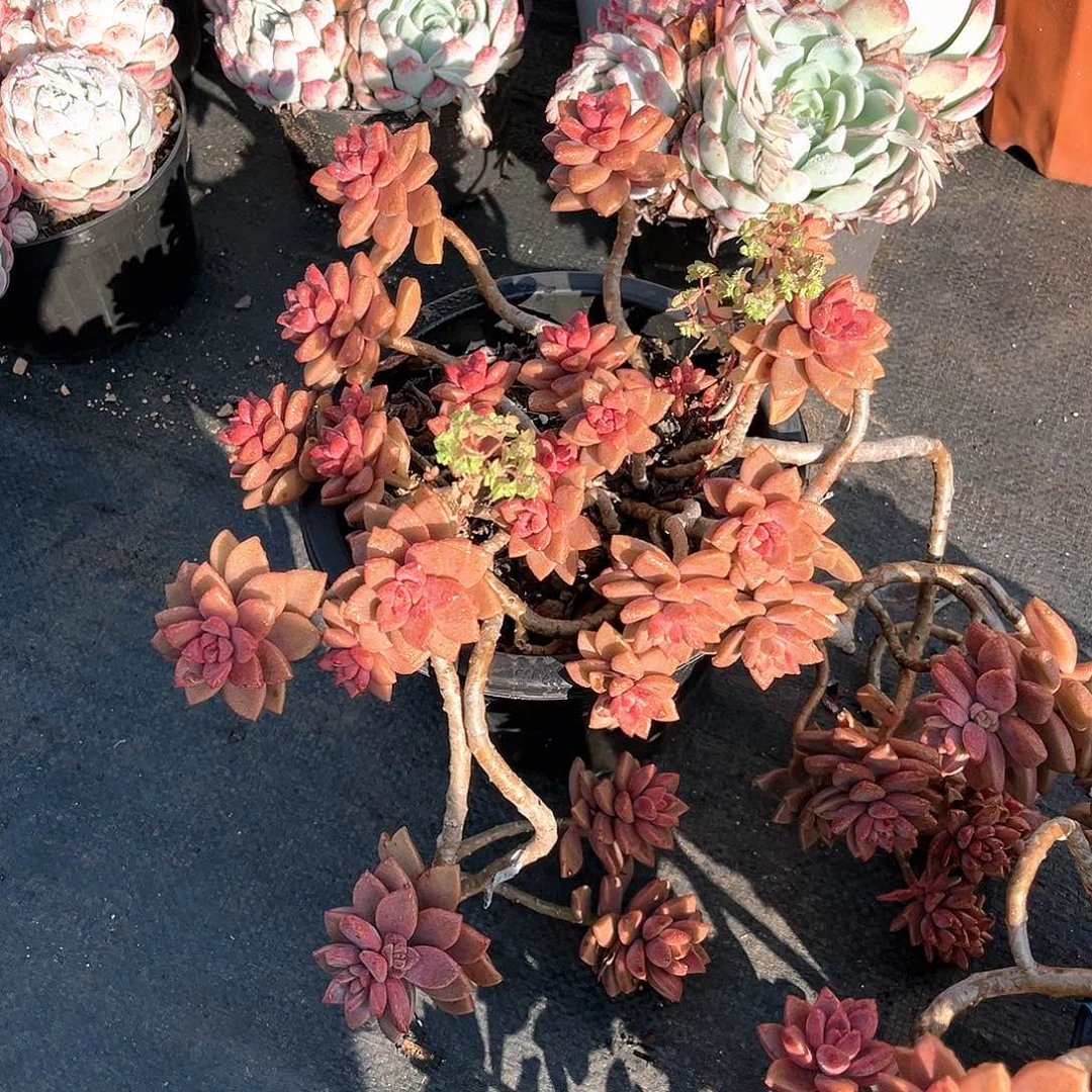 姬明月两棵11033