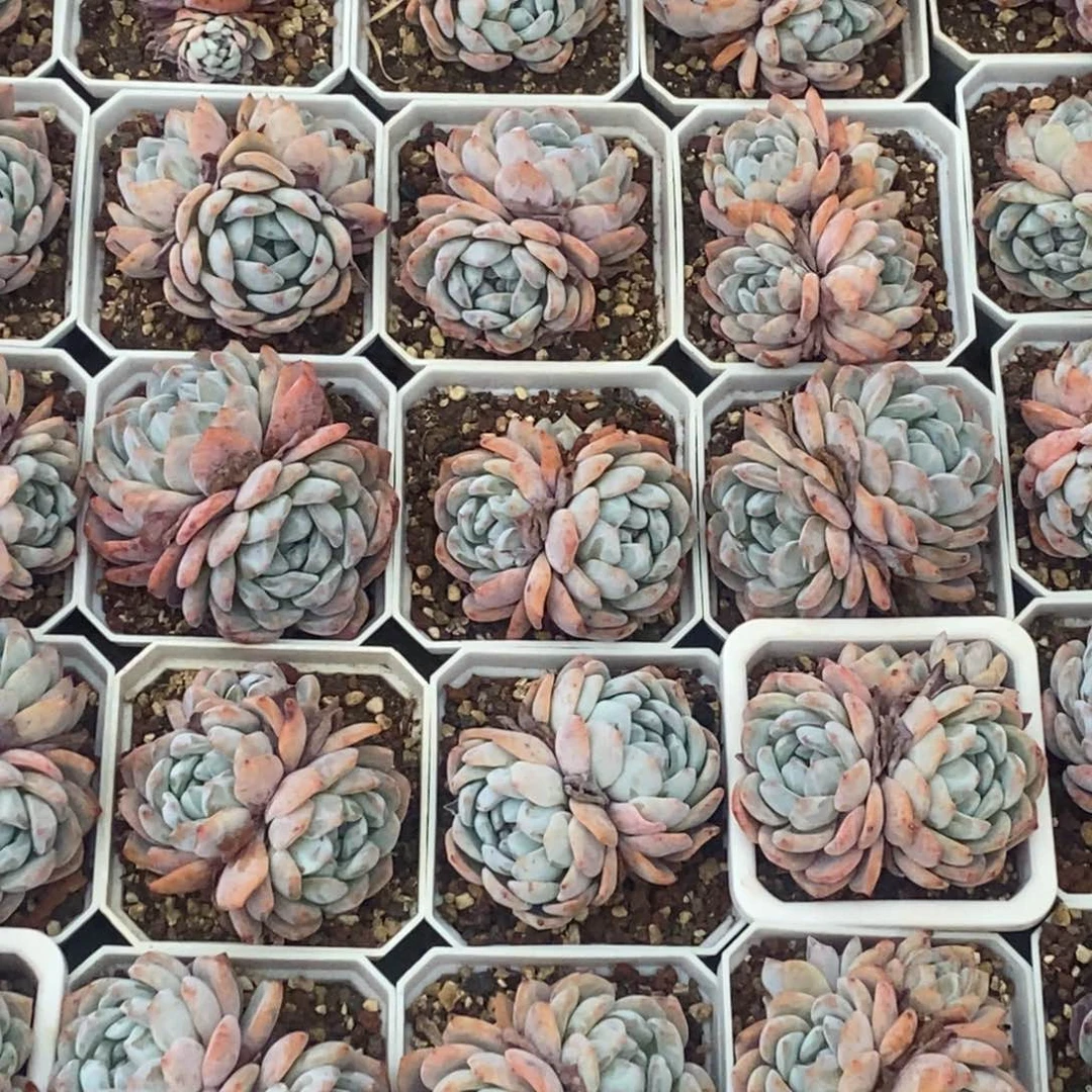 雪天使多肉双头起发货