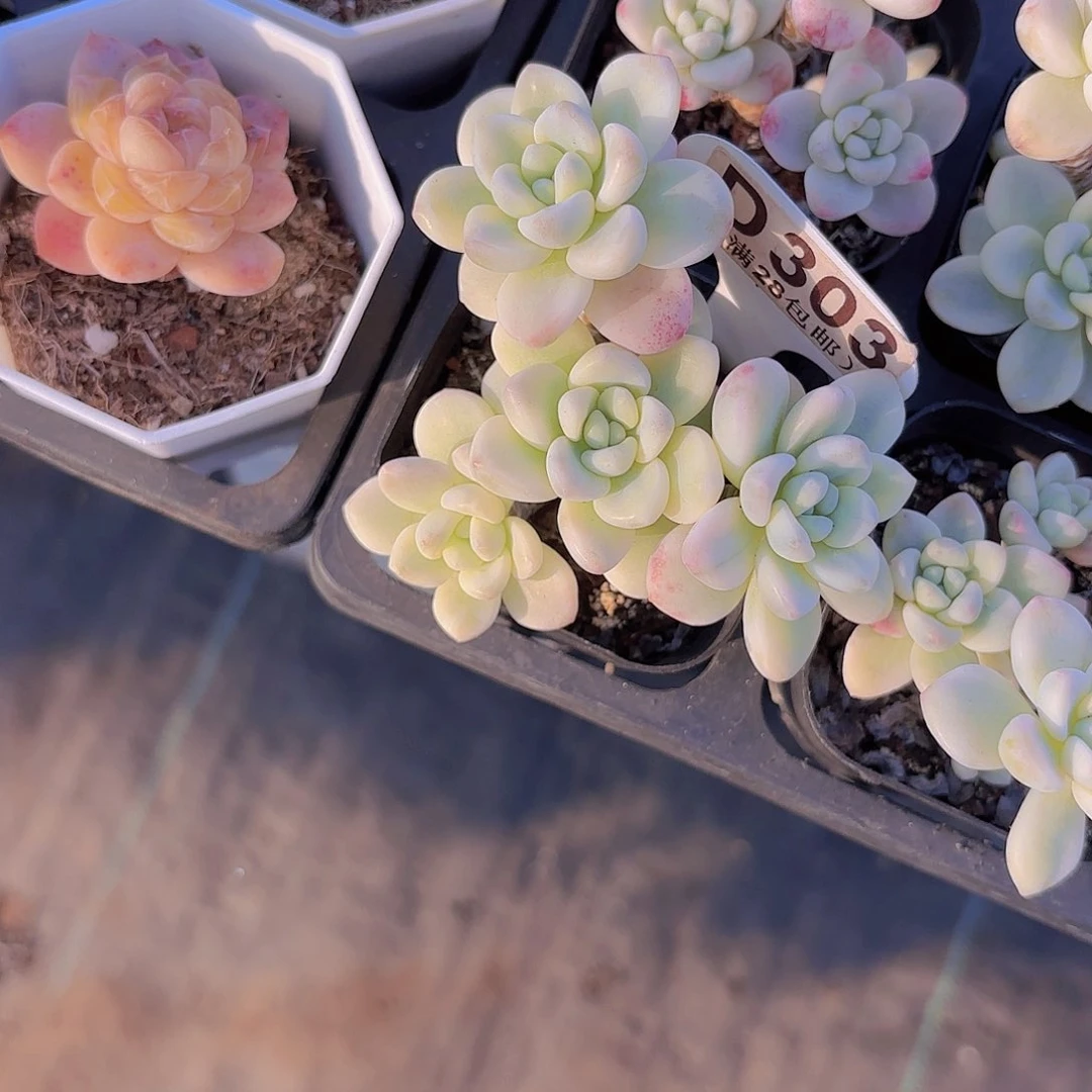 D303劳尔锦一物一拍