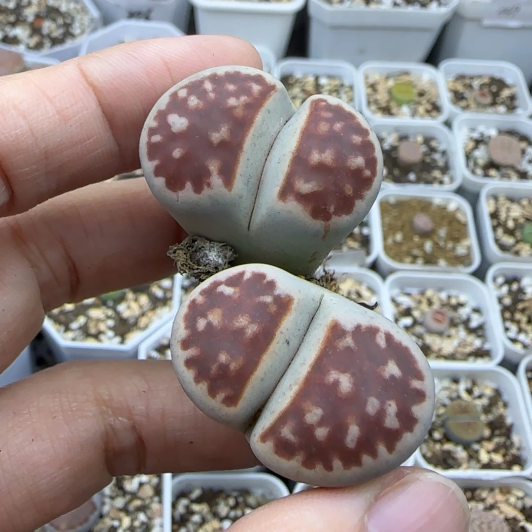 447双头血红清框福利30包邮