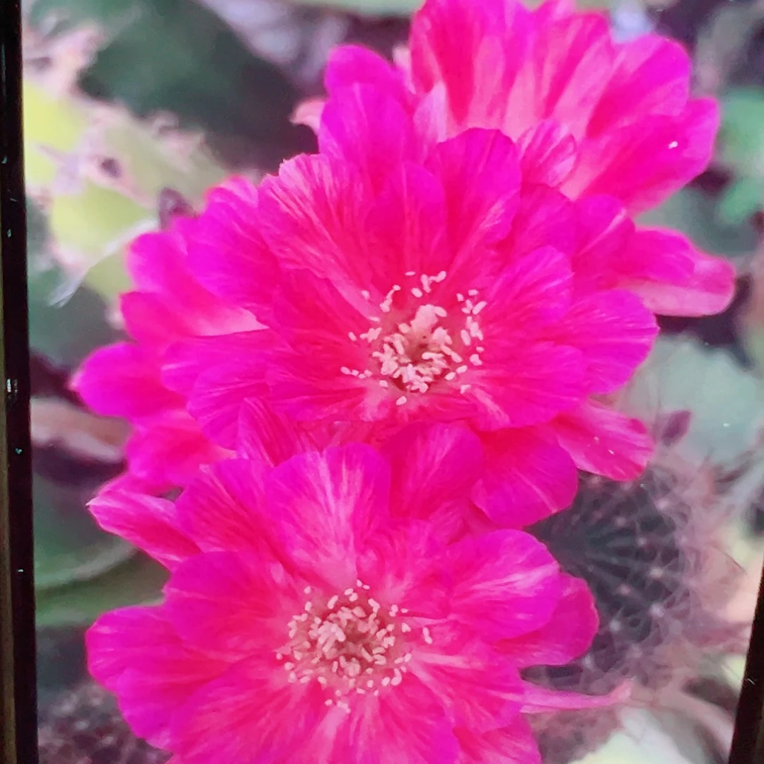 丽花 妩媚 侧芽 满20包邮
