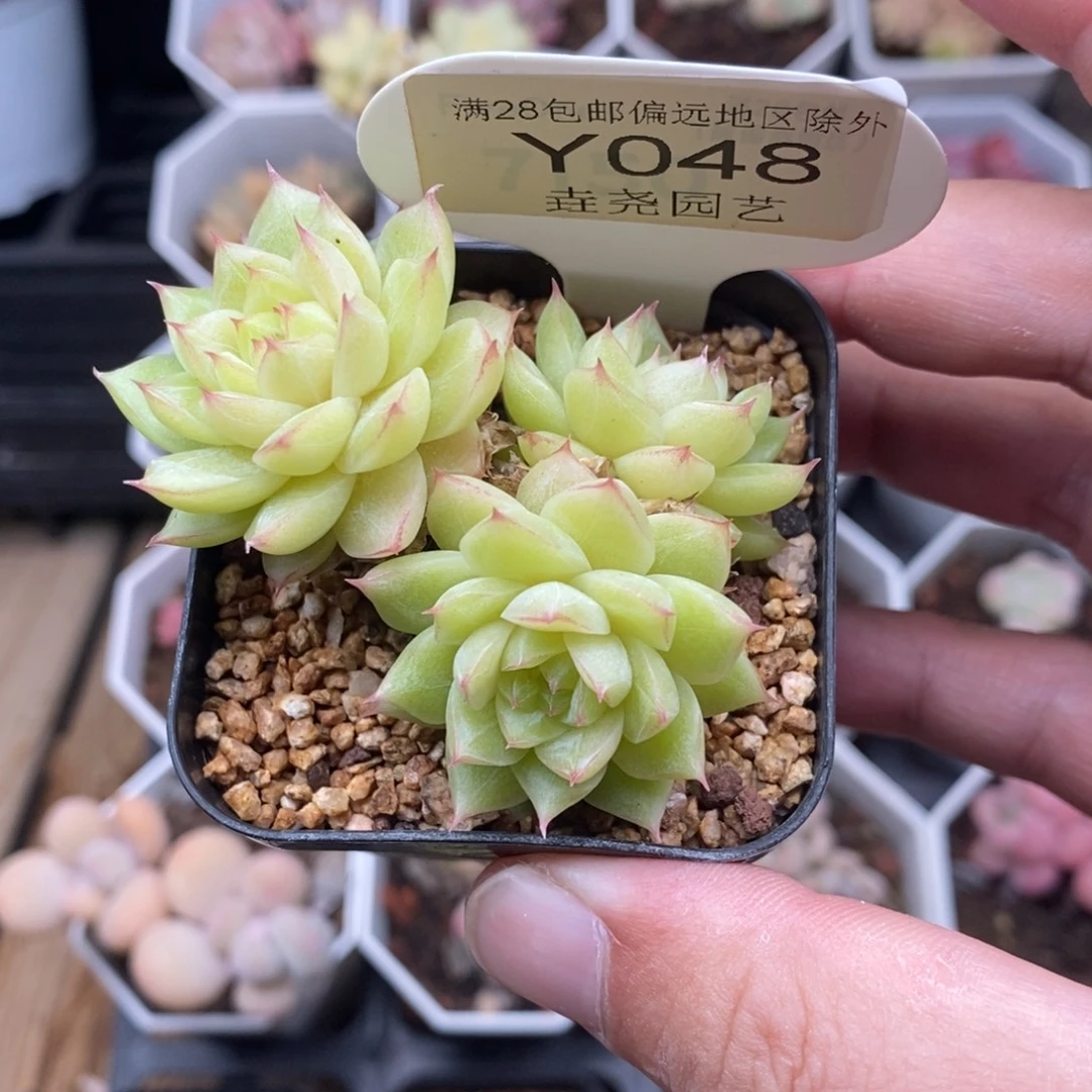 0048 翡翠群生 5.5cm