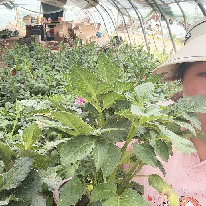 当前无花栽培后可以开花