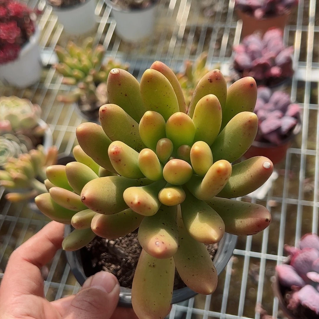 金蝉双头起老桩多肉