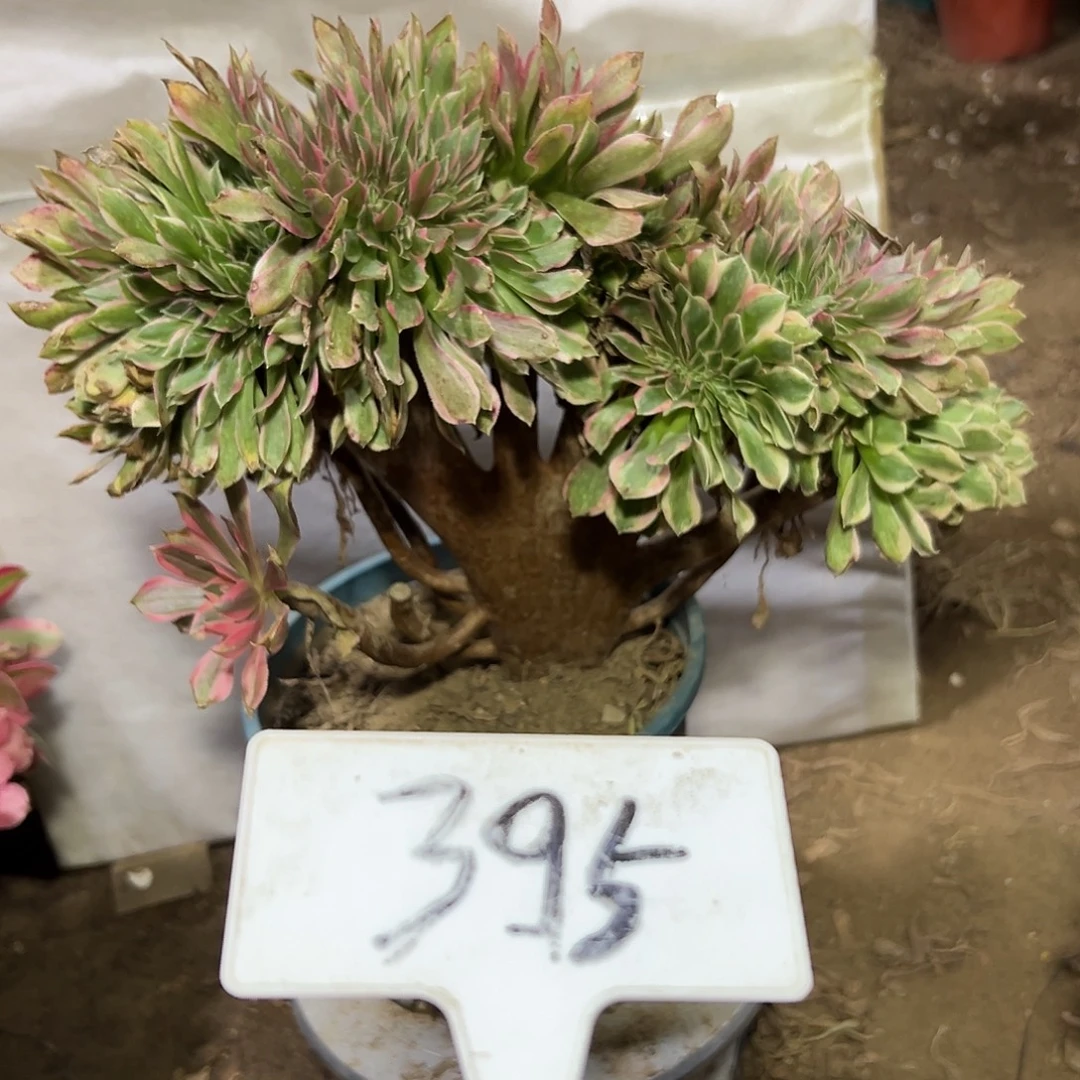 多肉植物女神缀花395