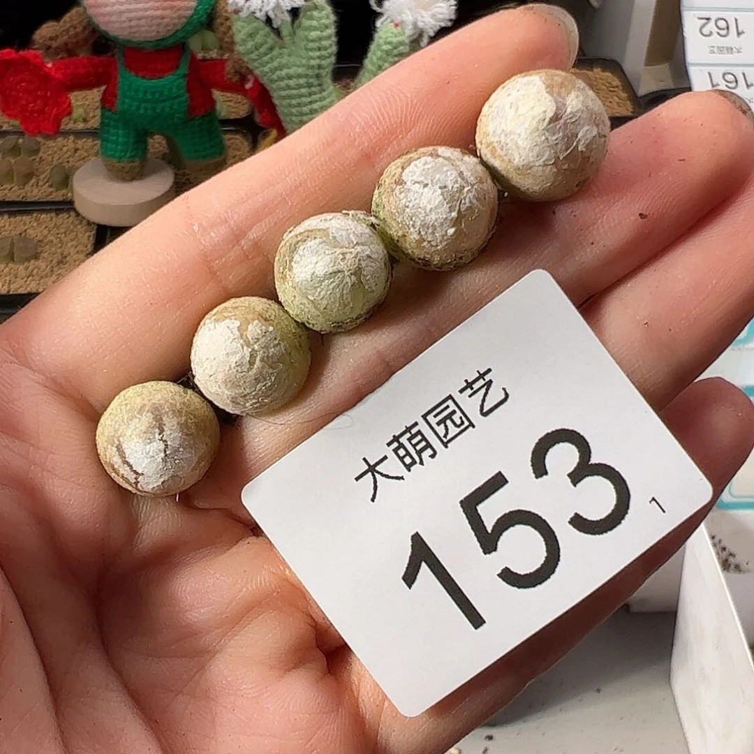 0000153 一物一拍。