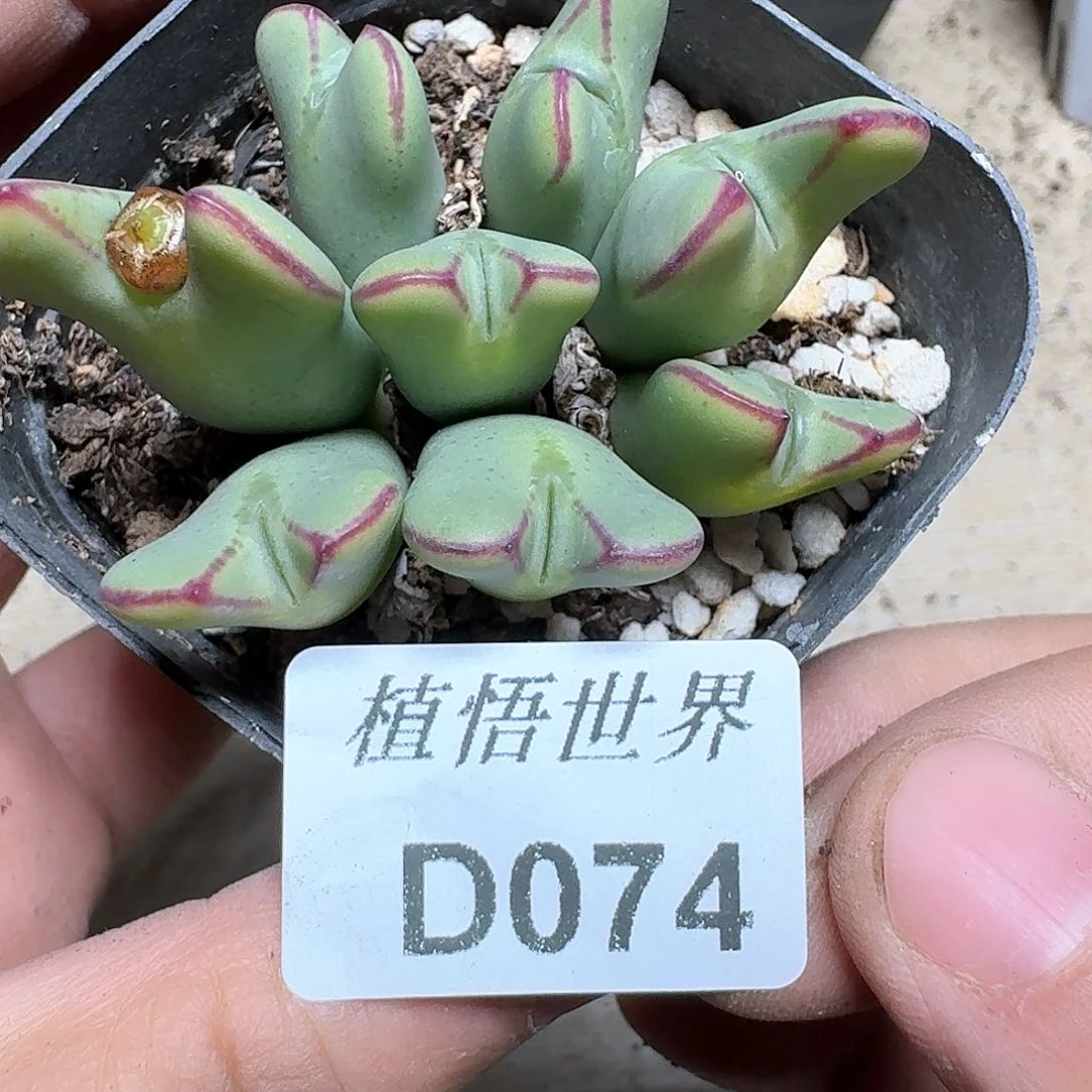 074号多肉植物哇f g vv b