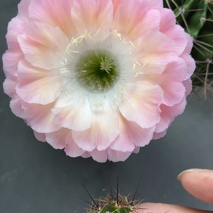 彩草侧芽2公分左右