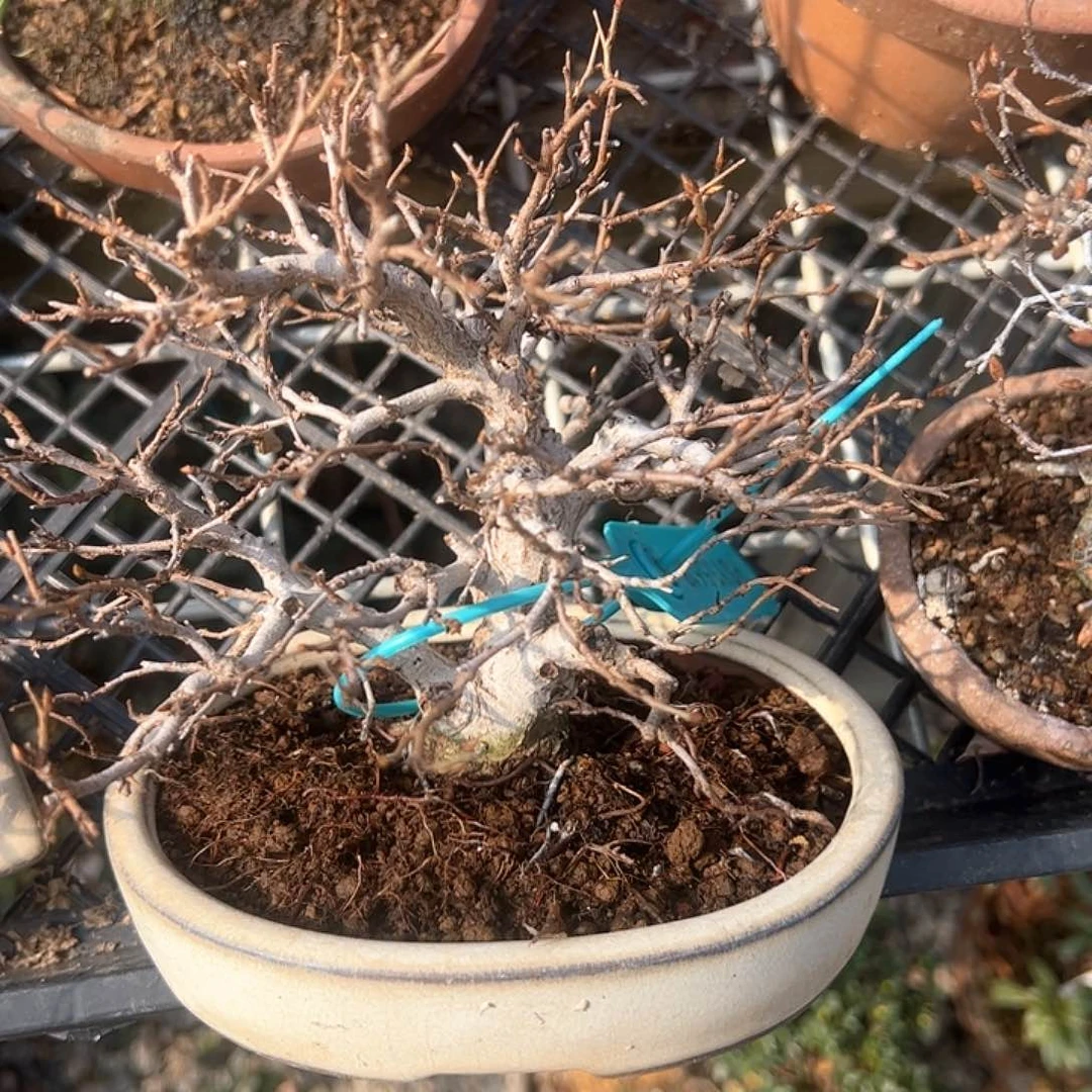 无铅玻璃神***秀7顺丰到付。