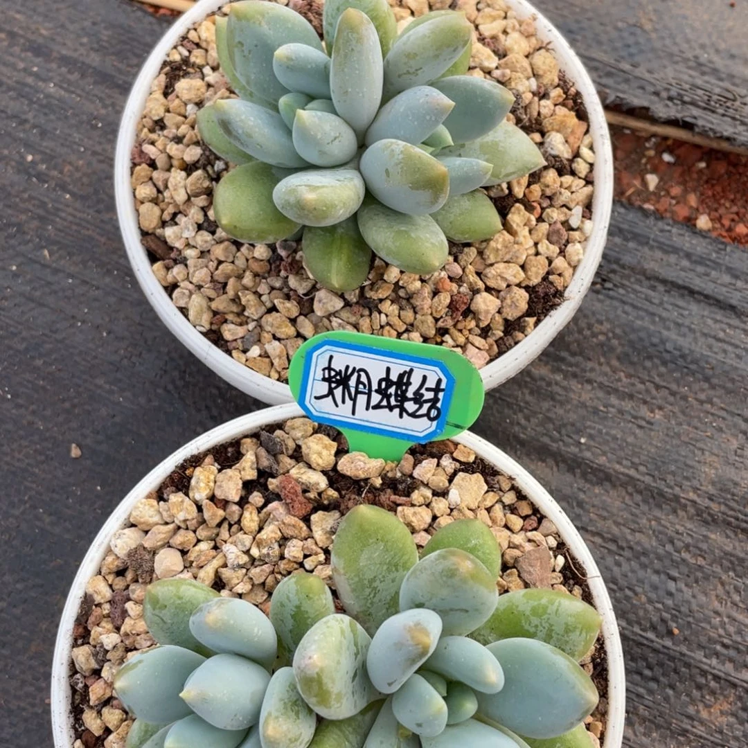 ?姐姐说她真的有男朋友没