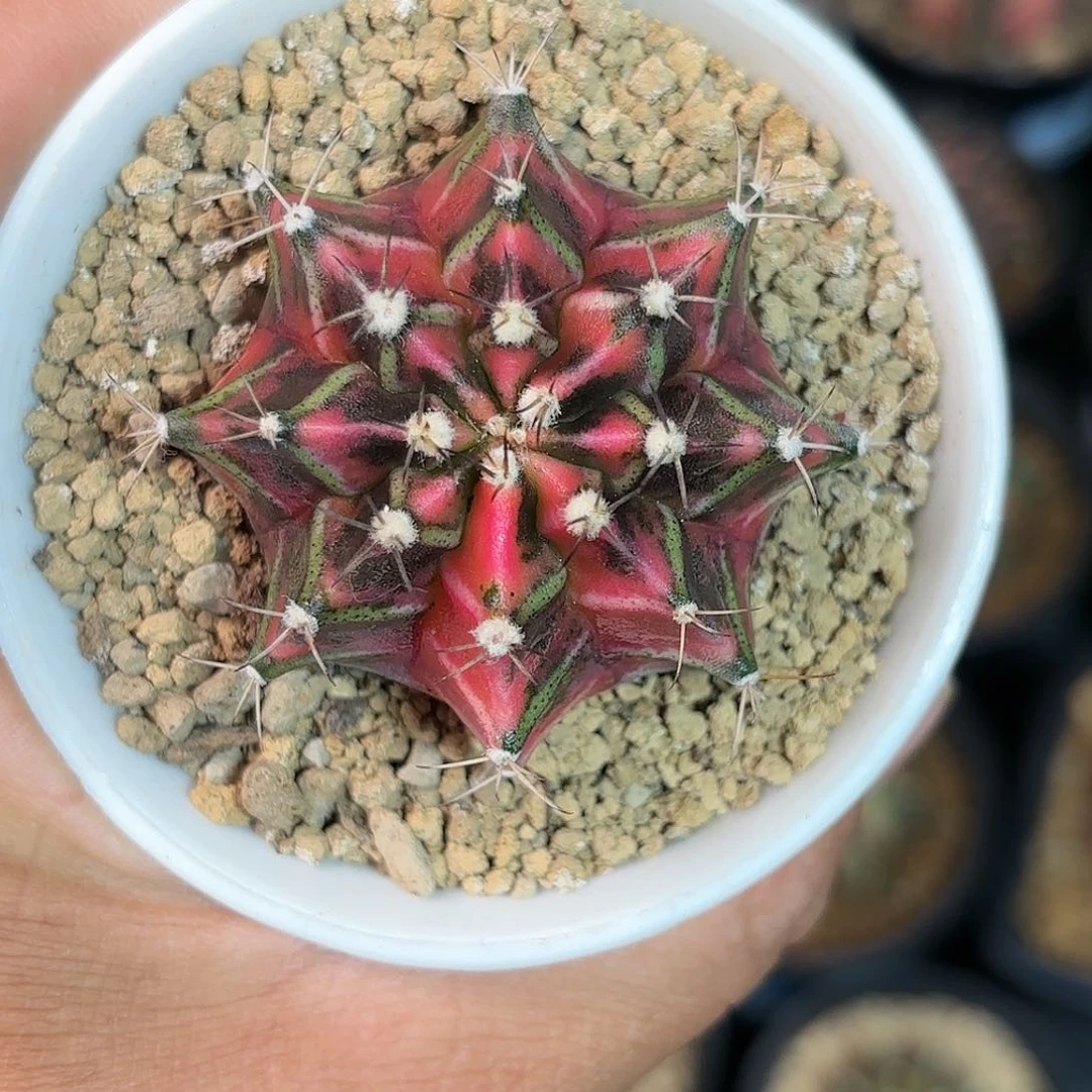 泰系米哈仙人球19号