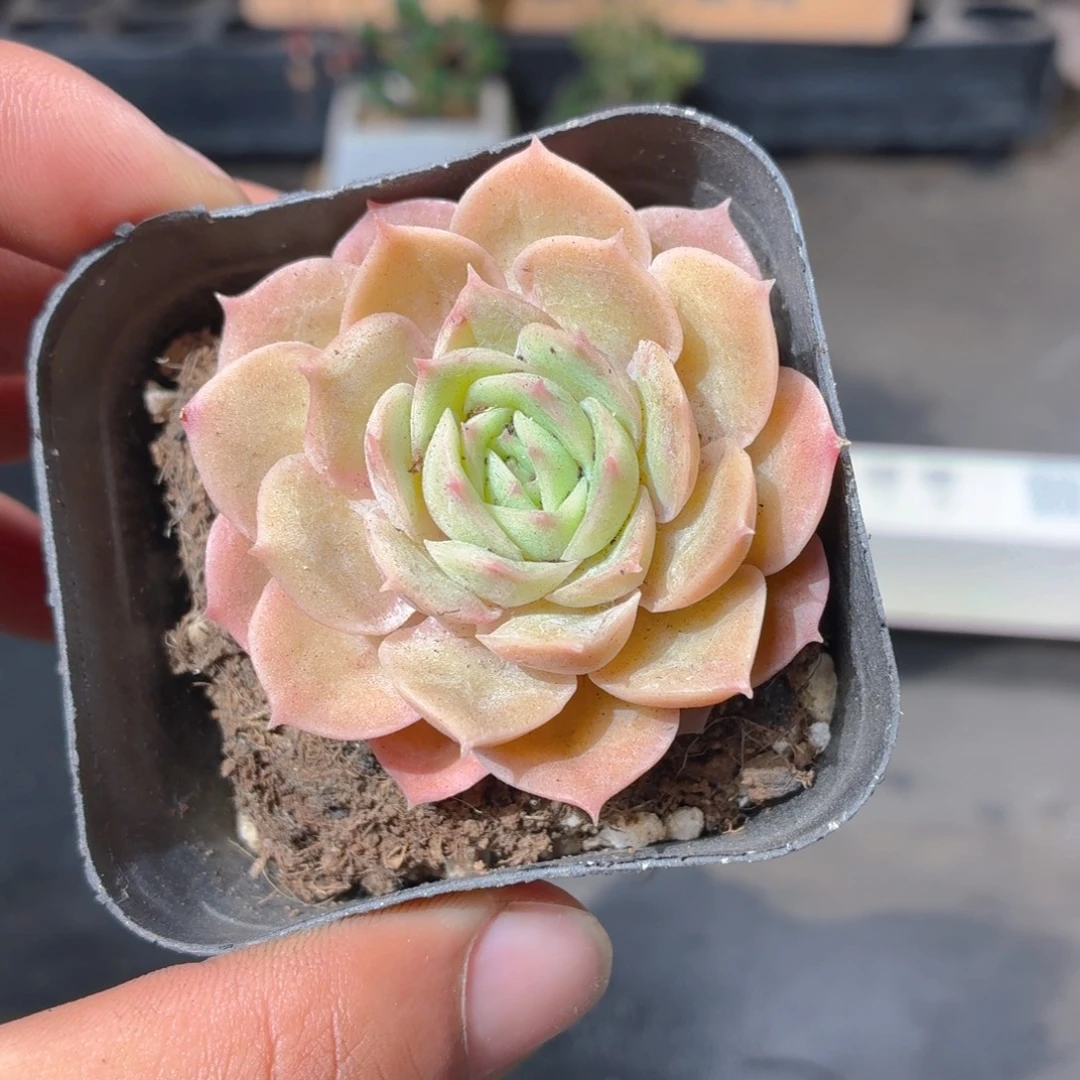 昂斯诺多肉9.9包邮发货